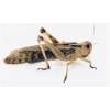 Græshoppere (Locusta migratoria) frysetørret 