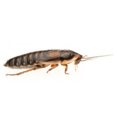 Dubia kakerlak frysetørret