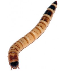 Zophobas-larve, Frysetørret dyrefoder