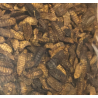 BSF black soldier fly larvae, Ovn dried 2
