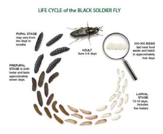 BSF livscyklus